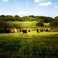 无糖可乐没有糖